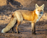 Red Fox Profile- FRAMED 5x7 Wood Print