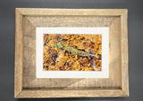 "Hidden Trout" 5x7 print