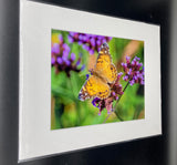 American Lady Butterfly photo print- 11x14