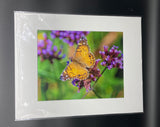 American Lady Butterfly photo print- 11x14
