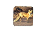 Coaster- Fox Profile