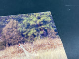 Sandhill Cranes- FRAMED 5x7Wood Print