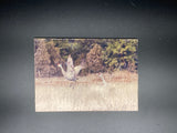 Sandhill Cranes- FRAMED 5x7Wood Print