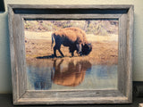 Bison Reflection - FRAMED 11x14 Wood Print