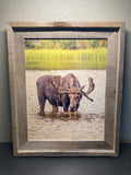 Thirsty Moose- FRAMED 11x14 Wood Print