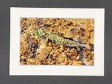 "Hidden Trout" 5x7 print