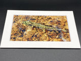 "Hidden Trout" 5x7 print