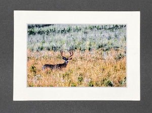 "Buck in a Field" 5x7 print