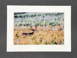 "Buck in a Field" 5x7 print
