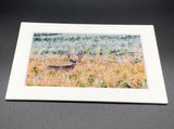 "Buck in a Field" 5x7 print