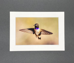 Black Chinned Hummingbird photo print- 11x14