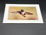 Black Chinned Hummingbird photo print- 11x14