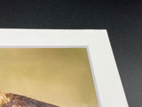 Black Chinned Hummingbird photo print- 11x14