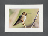 "Perched Hummingbird" 5x7 print
