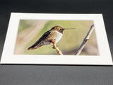 "Perched Hummingbird" 5x7 print