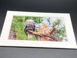 "Perched Eagle" 5x7 print