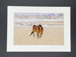 "Horse in Montana" 5x7 print