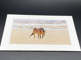 "Horse in Montana" 5x7 print