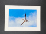 "Great Blue Heron" 5x7 print