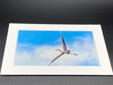 "Great Blue Heron" 5x7 print