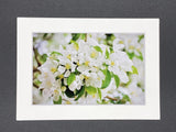 "Flowering Crabapple" 5x7 print
