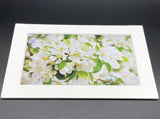 "Flowering Crabapple" 5x7 print