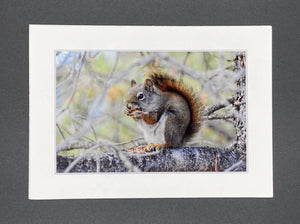 "Snacking Squirrel" 5x7 print