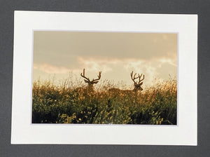 "Two Bucks" 5x7 print
