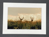 "Two Bucks" 5x7 print