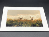 "Two Bucks" 5x7 print
