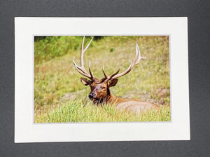 "Resting Elk" 5x7 print