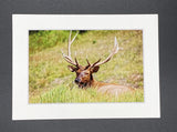 "Resting Elk" 5x7 print