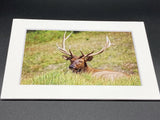 "Resting Elk" 5x7 print