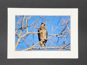 "Juvenile Bald Eagle" 5x7 print