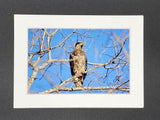 "Juvenile Bald Eagle" 5x7 print