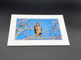 "Juvenile Bald Eagle" 5x7 print