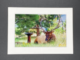 "Elk and Birdbath" 5x7 print
