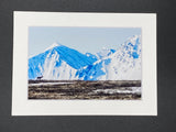 "Caribou in Alaska" 5x7 print
