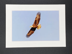 "Bald Eagle in Flight" 5x7 print