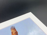 "Bald Eagle in Flight" 5x7 print