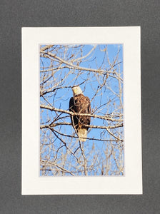 Bald Eagle Stare Down photo print- 11x14