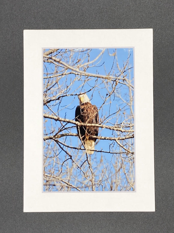 Bald Eagle Stare Down photo print- 11x14