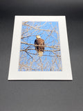 Bald Eagle Stare Down photo print- 11x14