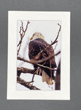 Moody Bald Eagle photo print- 11x14