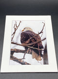 Moody Bald Eagle photo print- 11x14