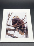 "Moody Bald Eagle" 5x7 print