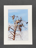 "Heron Tree" 5x7 print