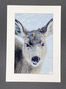 "Snowy Deer" 5x7 print