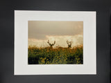 Two Bucks photo print- 11x14