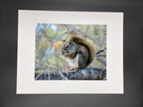 Snacking Squirrel photo print- 11x14